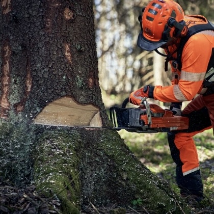 Professional Tree Removal