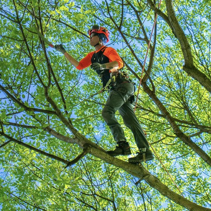 Pruning & Trimming